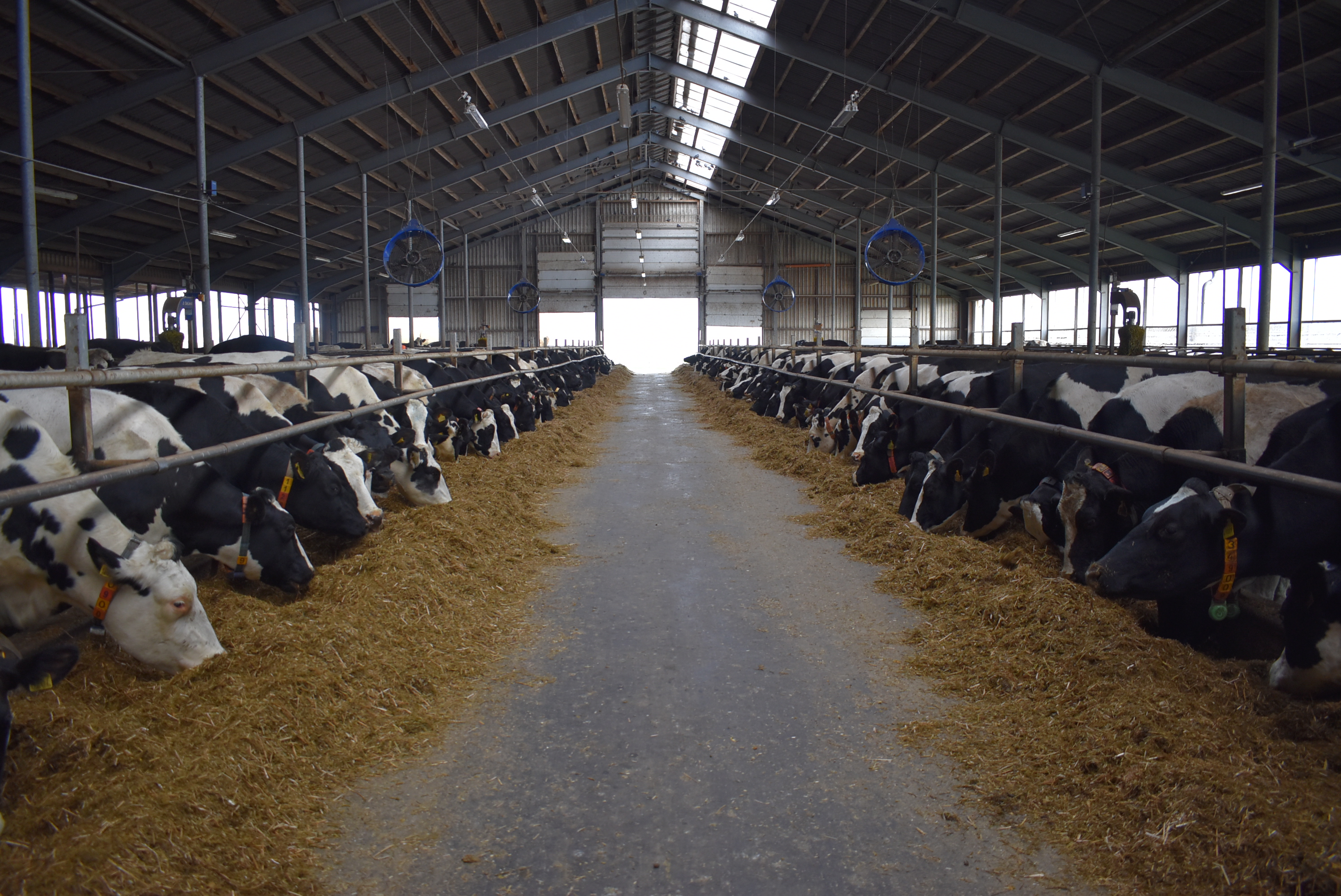 Областной минсельхоз назвал лидеров животноводческой отрасли, производства зерновых и рапса