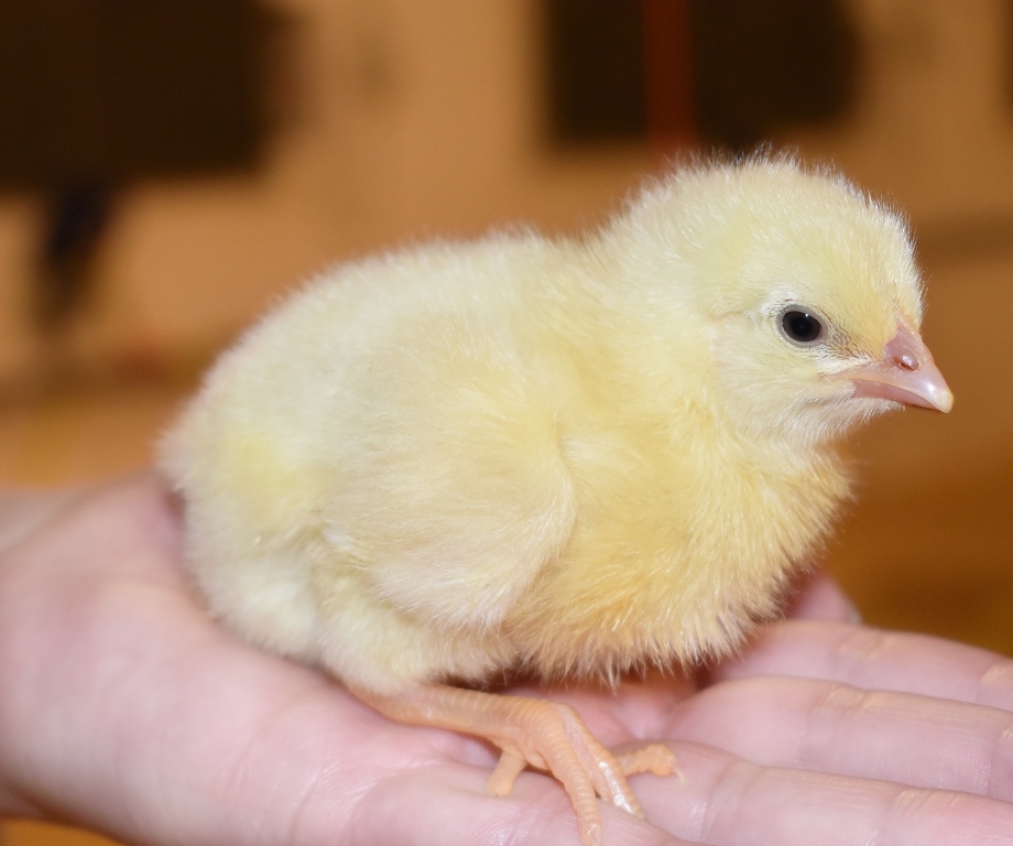 На бройлерную птицефабрику под Краснознаменском завезли первую партию цыплят  