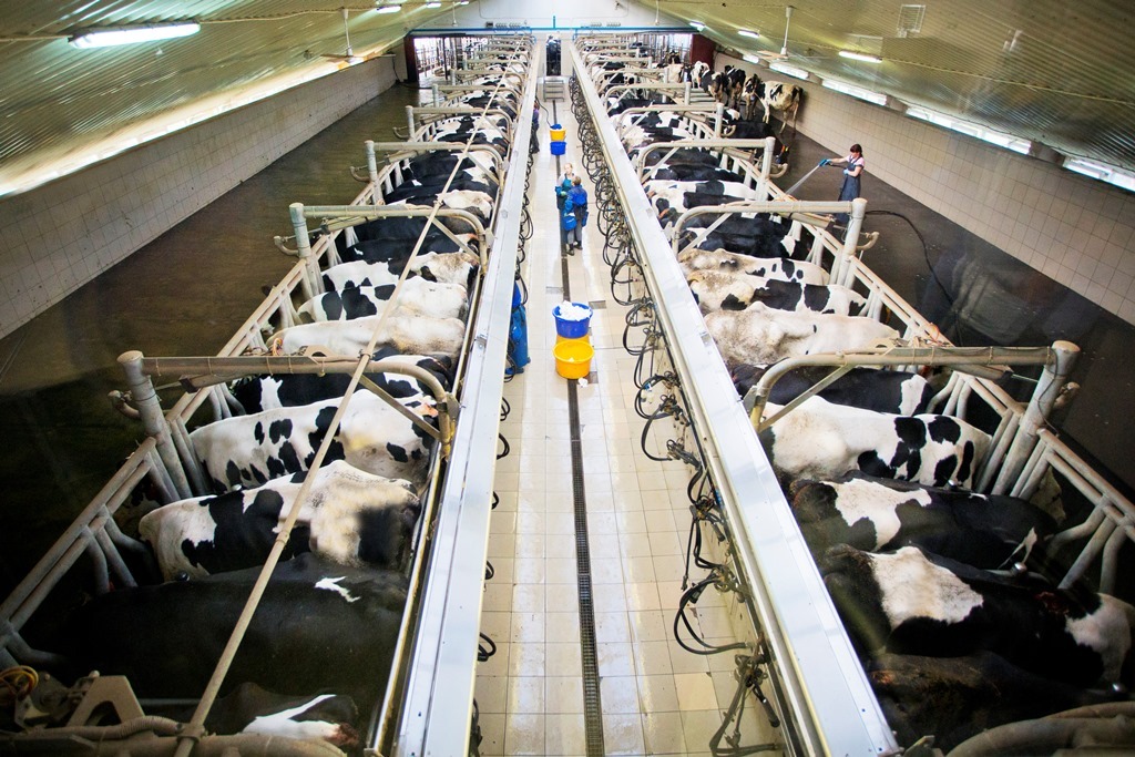 Более 31 тысячи тонн молока произвела молочная фабрика «Нежинская» в 2018 году