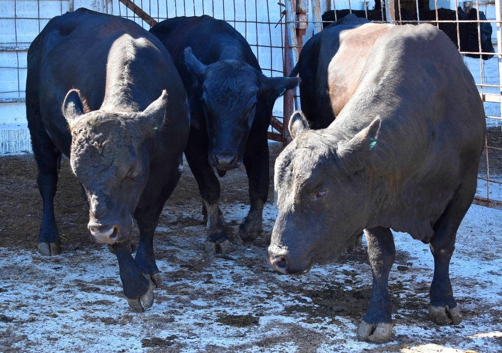  «ДолговГрупп» получил статус племенного репродуктора абердин-ангусской породы