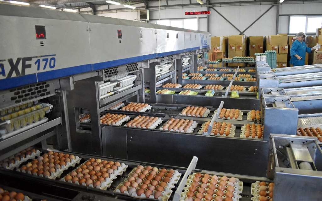 В 2018 году «Птицефабрика Гурьевская» произвела 215 млн яиц
