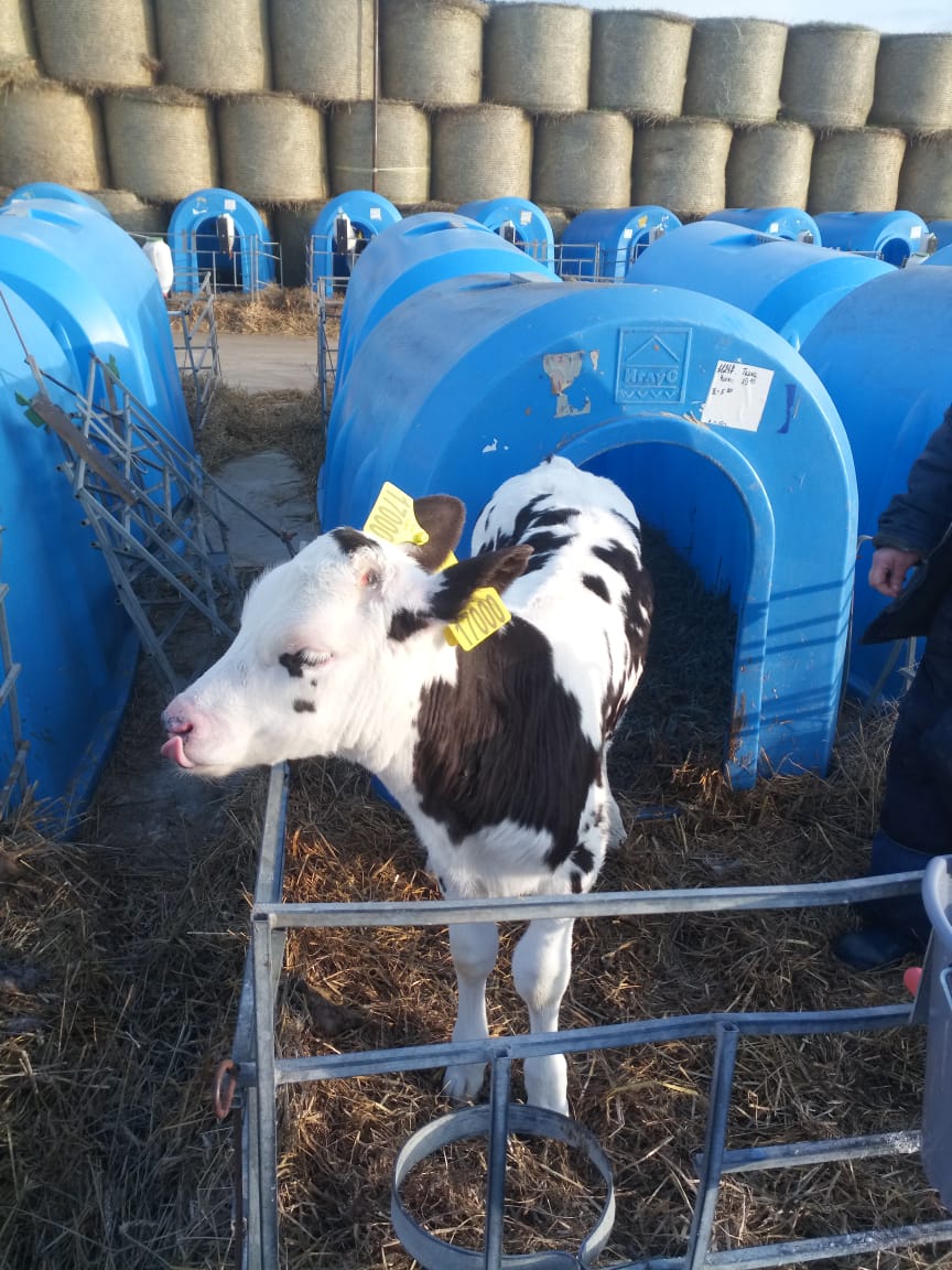 На молочной фабрике «Нежинская» родился 17-тысячный теленок  