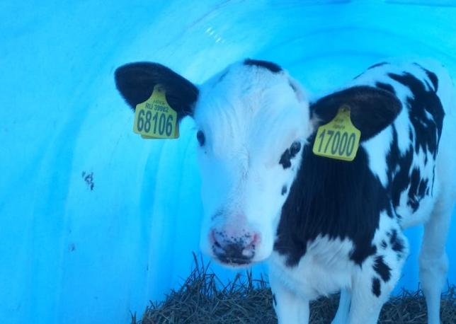 На молочной фабрике «Нежинская» родился 17-тысячный теленок  