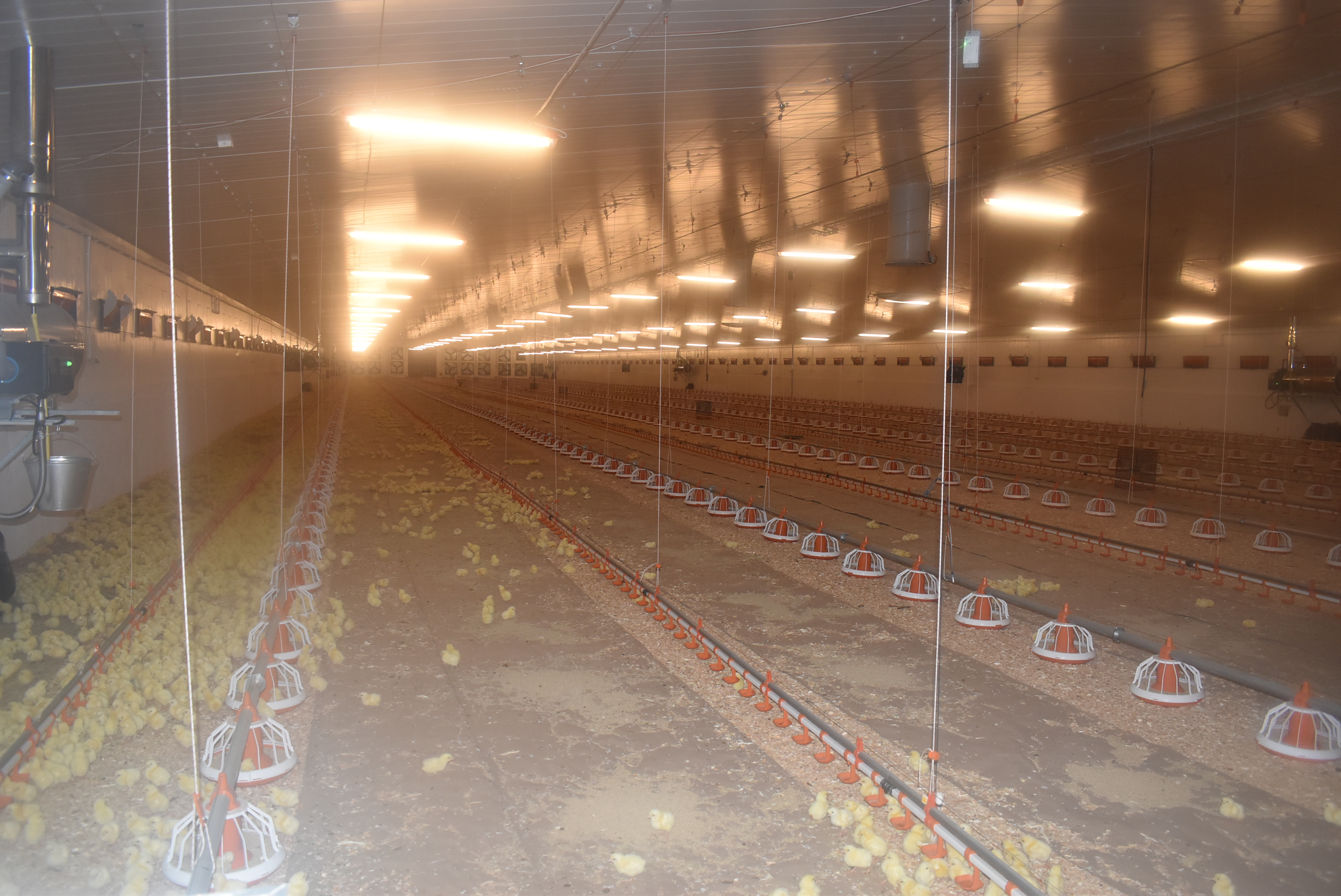 GURIEVSKAYA POULTRY PLANT OPENED NEW POULTRY HOUSES