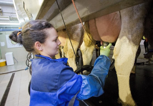 Более 31 тысячи тонн молока произвела молочная фабрика «Нежинская» в 2018 году