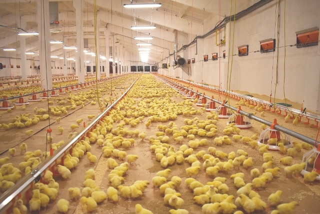 THE FIRST BATCH OF CHICKEN DELIVERED TO THE BROILER PLANT NEAR KRASNOZNAMENSK